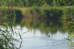 dng_4965